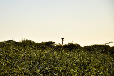 Plants on field against clear sky during sunset