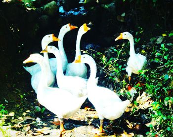 Close-up of swans in water