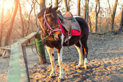 View of horse riding