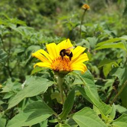 Close-up of bee on yellow flower