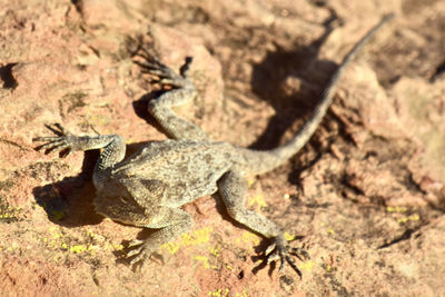 High angle view of lizard on rock