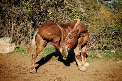 Horse in tree