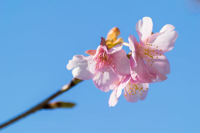 Low angle view of pink flowers against sky