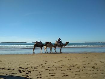 View of horse on beach against sky