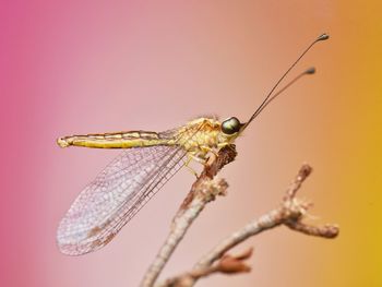 Close-up of insect on twig