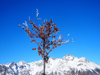 Low angle view of tree against blue sky