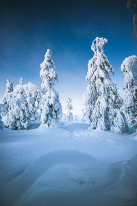 Snow covered trees against blue sky