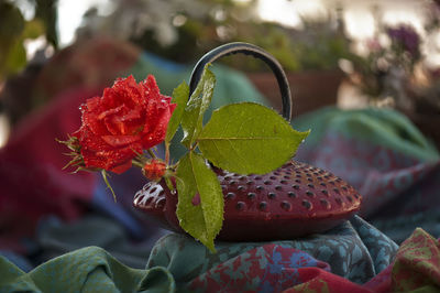 Close-up of red flowering plant