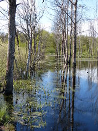 Scenic view of lake in forest