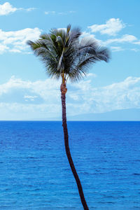 Palm tree by sea against sky