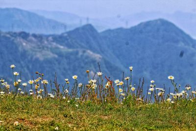 Scenic view of grassy field against sky