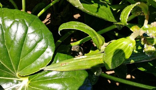 Close-up of insect on plant