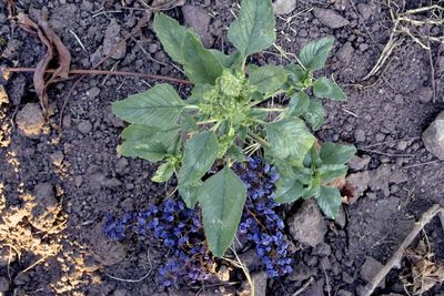 Close-up of plant growing on tree