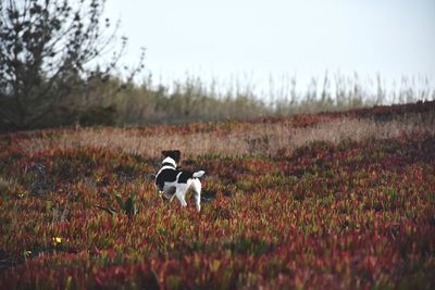View of sheep on field