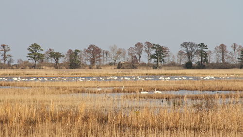 Scenic view of swans in a marsh. mattamuskeet national wildlife refuge, north carolina 