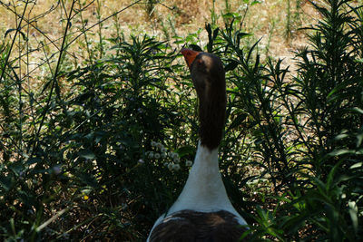 Close-up of a bird against plants