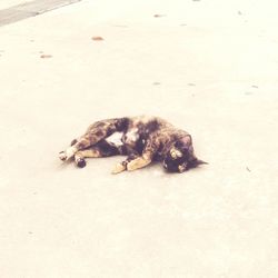 Cat lying on the ground