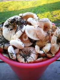 Close-up of mushrooms growing outdoors