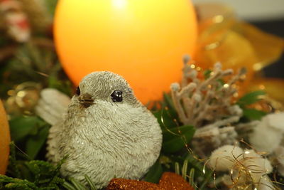 Close-up of a bird perching on plant