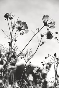 Close-up of flowering plants against sky