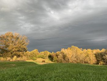 Scenic view of field against sky