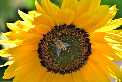 Close-up of honey bee on sunflower