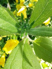 Close-up of leaves