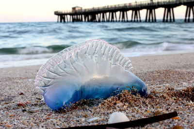 Close-up of shell on beach