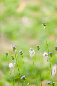 Close-up of flowering plants on land