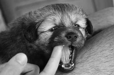 Close-up of woman with dog