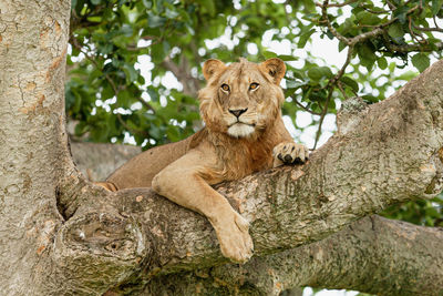 Cat resting on tree trunk