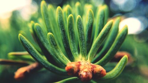 Close-up of plant