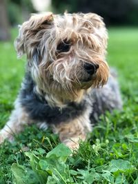 Close-up of dog on field