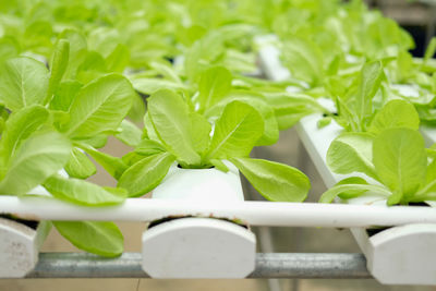 Lettuce vegetable growing in plant nursery in hydroponics farm. food agriculture industry
