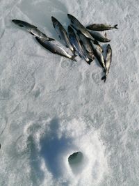 High angle view of fishing on ice