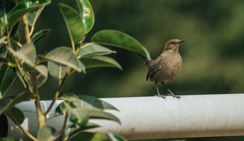 Close-up of bird perching outdoors