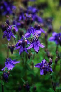 Close-up of purple flowering plant