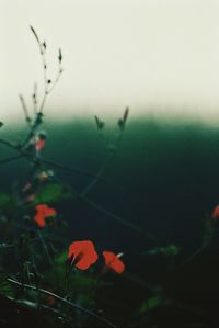 Close-up of silhouette flowers against sky