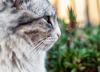 Close-up of a cute grey fluffy striped cat head side view.