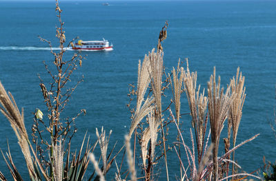 Pampas grass with the blur background of cruise on the sea in busan, south korea