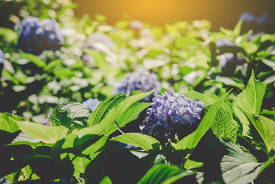 Close-up of purple flowering plant leaves