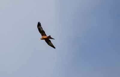 Low angle view of bird flying against clear sky