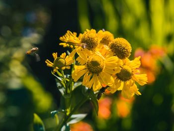 Close-up of yellow flowering plant