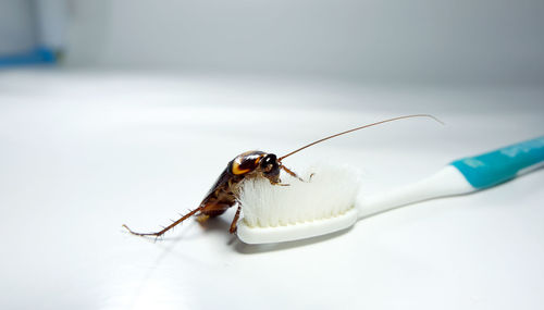 Close-up of insect on white background