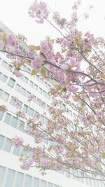 Low angle view of tree against sky