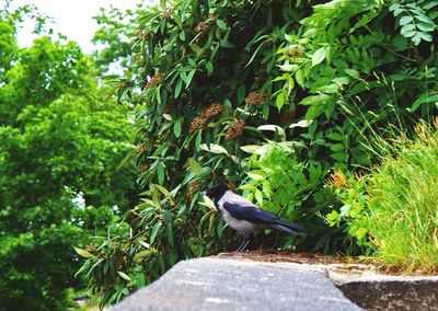 Bird perching on tree trunk