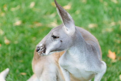 Close-up of a horse on field