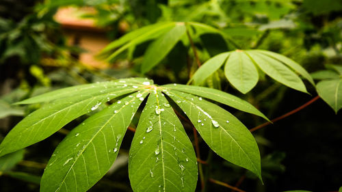 Close-up of wet plant leaves during rainy season