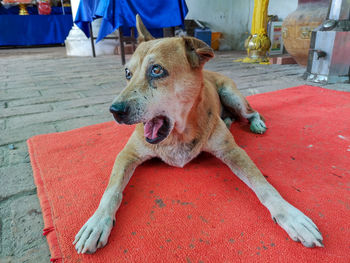 Portrait of dog lying down
