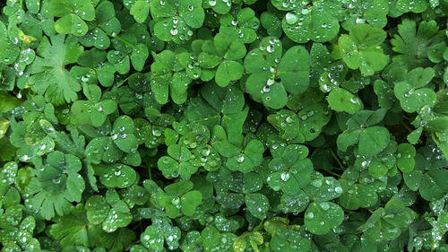 Full frame shot of water drops on clover leaves